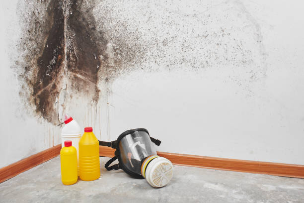 Best Residential Mold Remediation in Rochelle, GA