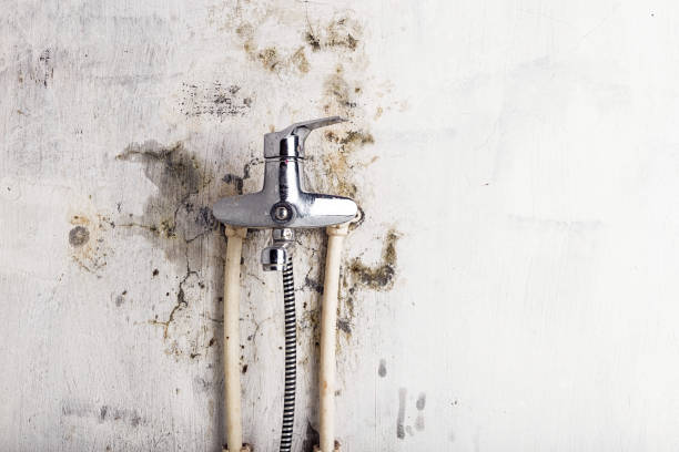 Best Localized Mold Remediation (e.g., coastal areas, humid climates) in Rochelle, GA