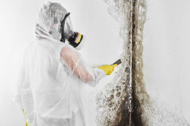 Trusted Rochelle, GA Mold Remediation Experts