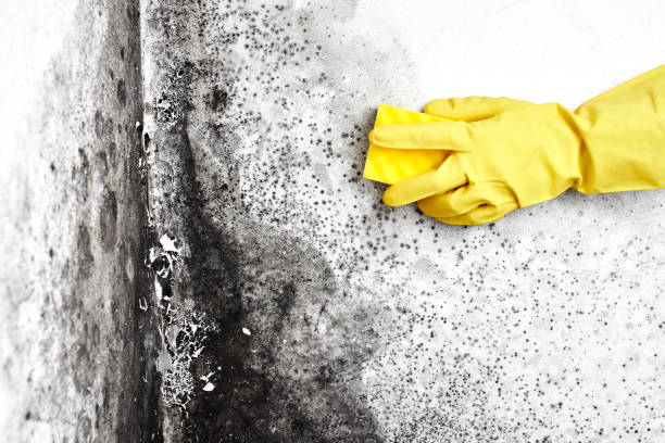 Best Post-Flood Mold Remediation in Rochelle, GA