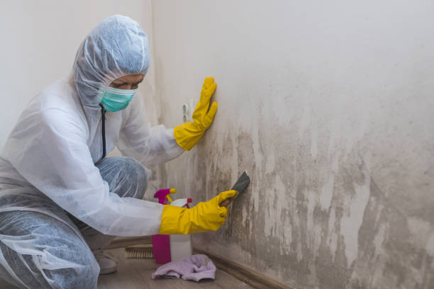 Best Commercial Mold Remediation in Rochelle, GA