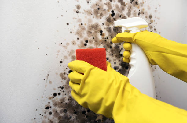 Best Kitchen Mold Remediation in Rochelle, GA